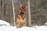 BERGER ALLEMAND 477